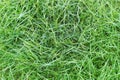 natural green grass background