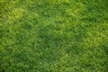 Natural green grass background texture Royalty Free Stock Photo