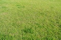 Natural green grass background texture. Royalty Free Stock Photo