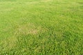 Natural green grass background texture. Royalty Free Stock Photo