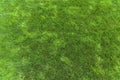 Natural green grass background texture Royalty Free Stock Photo