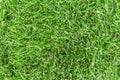 Natural green grass background texture close Royalty Free Stock Photo