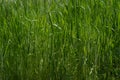 Natural Green grass background texture Full Screen Image Royalty Free Stock Photo