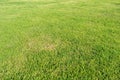 Natural green grass background texture. Royalty Free Stock Photo