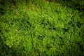 Natural Green grass background. Top view