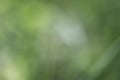 Natural green grass blur background Royalty Free Stock Photo