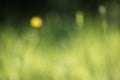 Natural green grass blur background with dandelion Royalty Free Stock Photo