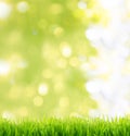 Natural green grass on bokeh and rays with sunlight and blurred greenery background in garden with copy space. Safe world and Royalty Free Stock Photo