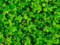 Natural green grass clover texture. Natural background Royalty Free Stock Photo