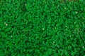 Natural green grass clover texture. Natural background Royalty Free Stock Photo