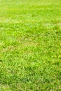 Natural green grass field texture in bright sunlight Royalty Free Stock Photo