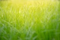 Natural green grass spring background with glare of sunlight Royalty Free Stock Photo