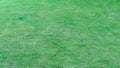 Natural green grass texture background. Green lawn for golf or football field backgrounds Royalty Free Stock Photo