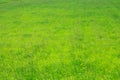 Natural green grass texture