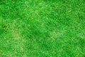 Natural Green grass texture. Perfect Golf or football field background Royalty Free Stock Photo