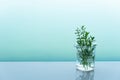Natural green herbal plant in glass science beaker with blue water background