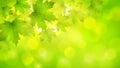 Natural green horizontal rectangular background with maple leaves and tree branches