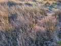 Pattern of grass tilted by the wind