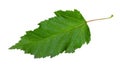 natural green leaf of acer ginnala (amur maple