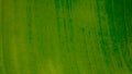 Natural green leaf background. Picture of green banana leaves. Which can be used as a background or texture