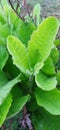 Natural green leaf (Bitter lettuce Plant) Royalty Free Stock Photo