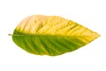 Natural green leaf change to yellow