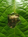 Natural green leaf frame.Abstract and blurbackground