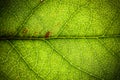 Natural green leaf fresh detailed rugged surface structure extreme macro closeup photo background Royalty Free Stock Photo