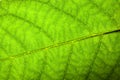 Natural green leaf fresh detailed rugged surface structure macro closeup photo diagonal midrib leaf veins grooves imperfections Royalty Free Stock Photo