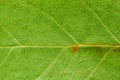 Natural green leaf fresh detailed rugged surface structure macro closeup photo with midrib visible leaf veins, grooves and imperfe Royalty Free Stock Photo