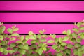 Natural green leaf in front of horizontal wooden board.