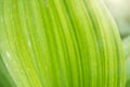 Natural green leaf texture background. Texture of large green leaves of false hellebore or Veratrum Royalty Free Stock Photo