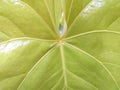 Natural Green Leaf Texture and Structure Background in the garden