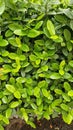 Natural green leaf wall close up Royalty Free Stock Photo