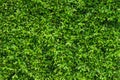 Natural green leafy wall background with dark green in garden , light green alternating with black shadow at the edges Can be used