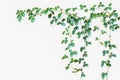 Natural green leave backdrop, wild climbing vine on white backgr