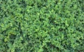 Natural green leaves background. Baby treetop, stems of ornamental plant at outdoor, nature abstract texture.