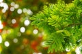 Natural green leaves with blur bokeh spring or summer background Royalty Free Stock Photo