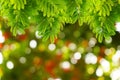 Natural green leaves with blur bokeh spring or summer background Royalty Free Stock Photo