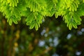 Natural green leaves with blur bokeh spring or summer background Royalty Free Stock Photo