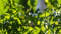 Natural green leaves with blur bokeh spring or summer Royalty Free Stock Photo