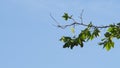 Natural green leaves with blur bokeh spring or summer Royalty Free Stock Photo