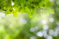 Natural green leaves on bokeh with sun light and blurred greenery background in garden with copy space. Safe world and ecology