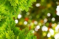 Natural green leaves border with blur bokeh spring or summer background Royalty Free Stock Photo