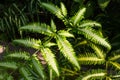 Natural green leaves fern with light and shadow in tropical rainforest for background Royalty Free Stock Photo