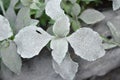 Natural green leaves with gray ashes