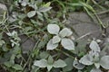 Natural green leaves with gray ashes