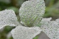 Natural green leaves with gray ashes