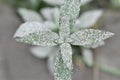 Natural green leaves with gray ashes