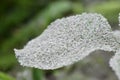 Natural green leaves with gray ashes